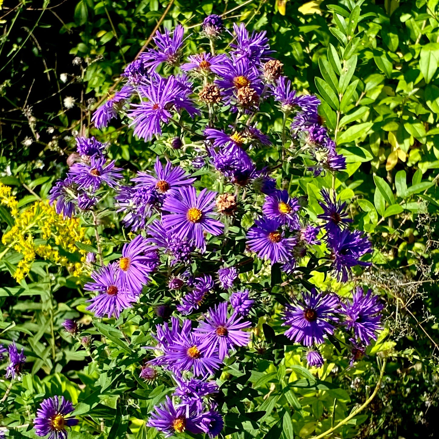 New England Aster