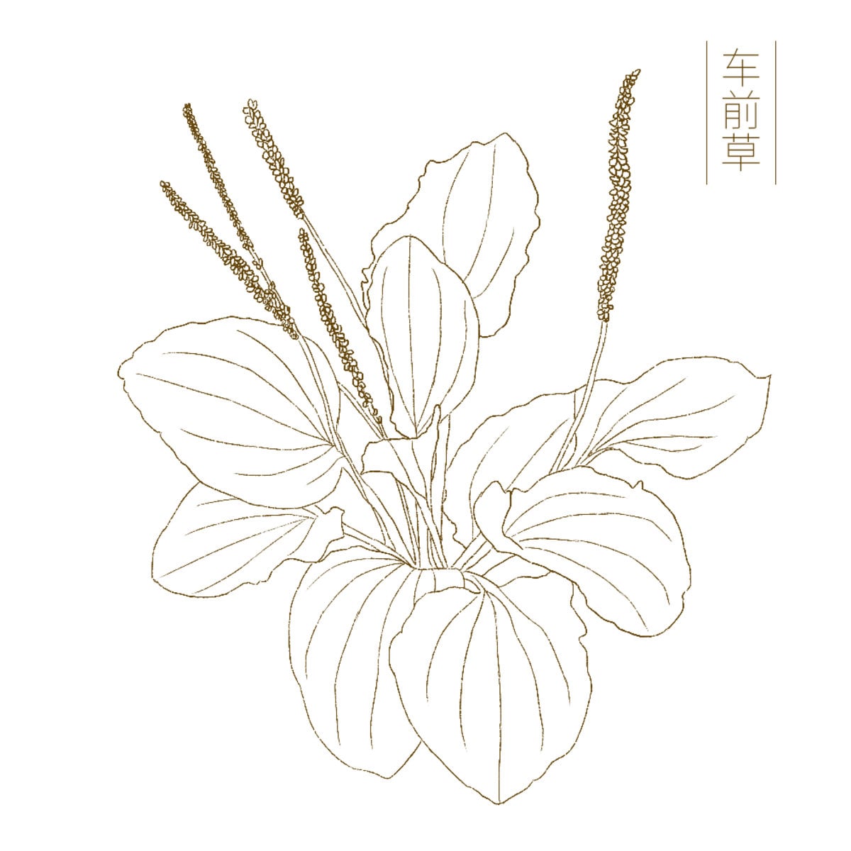 Plantain, Plantago major, Plantago lanceolata, Wild Organic, Shredded for Tea