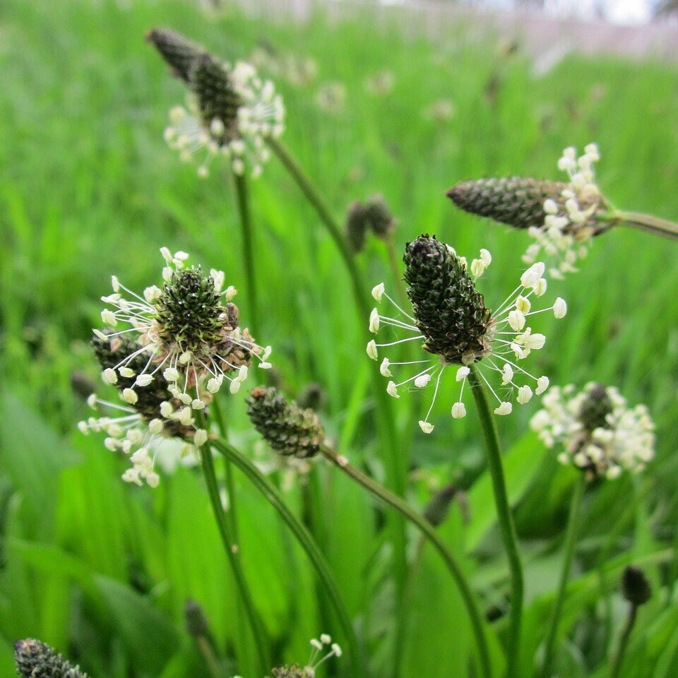 Plantain, Plantago major, Plantago lanceolata, Wild Organic, Shredded for Tea