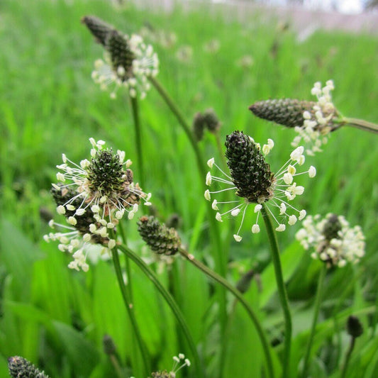Plantain, Plantago major, Plantago lanceolata, Wild Organic, Shredded for Tea