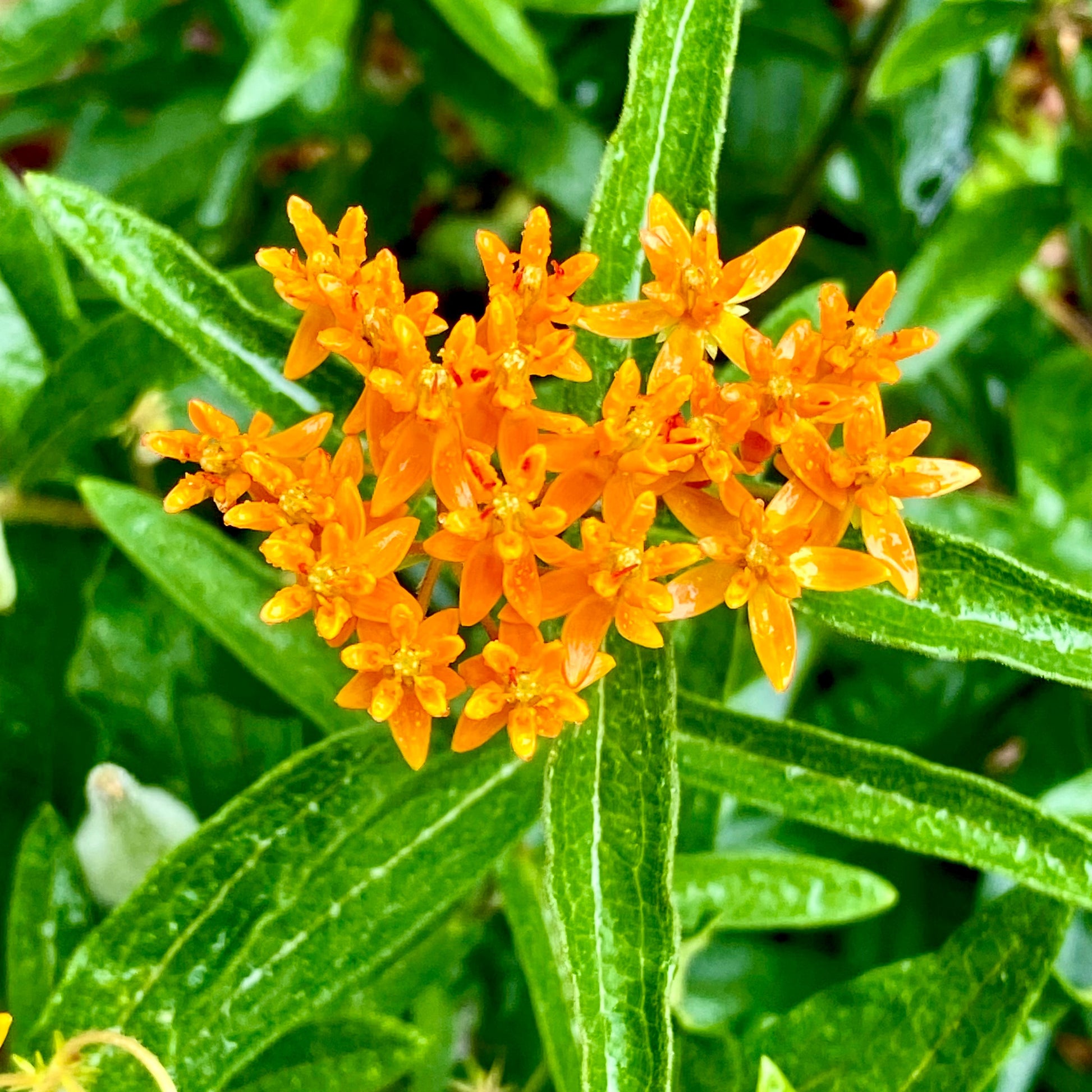 Orange flowers with green leaves on a blurred natural background