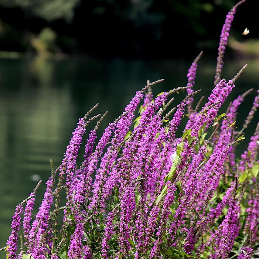 Purple Loosestrife Plant
