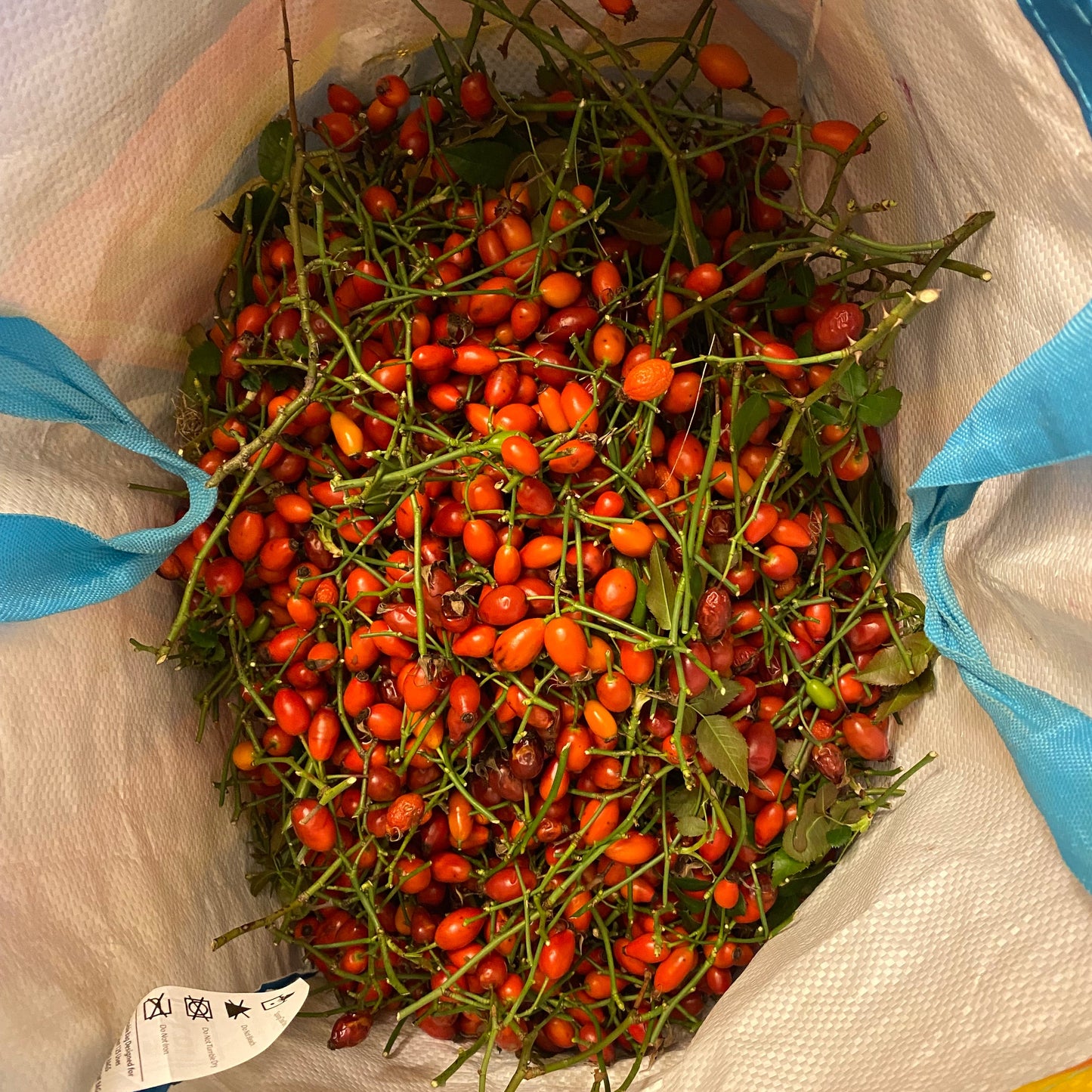 Rose Hips