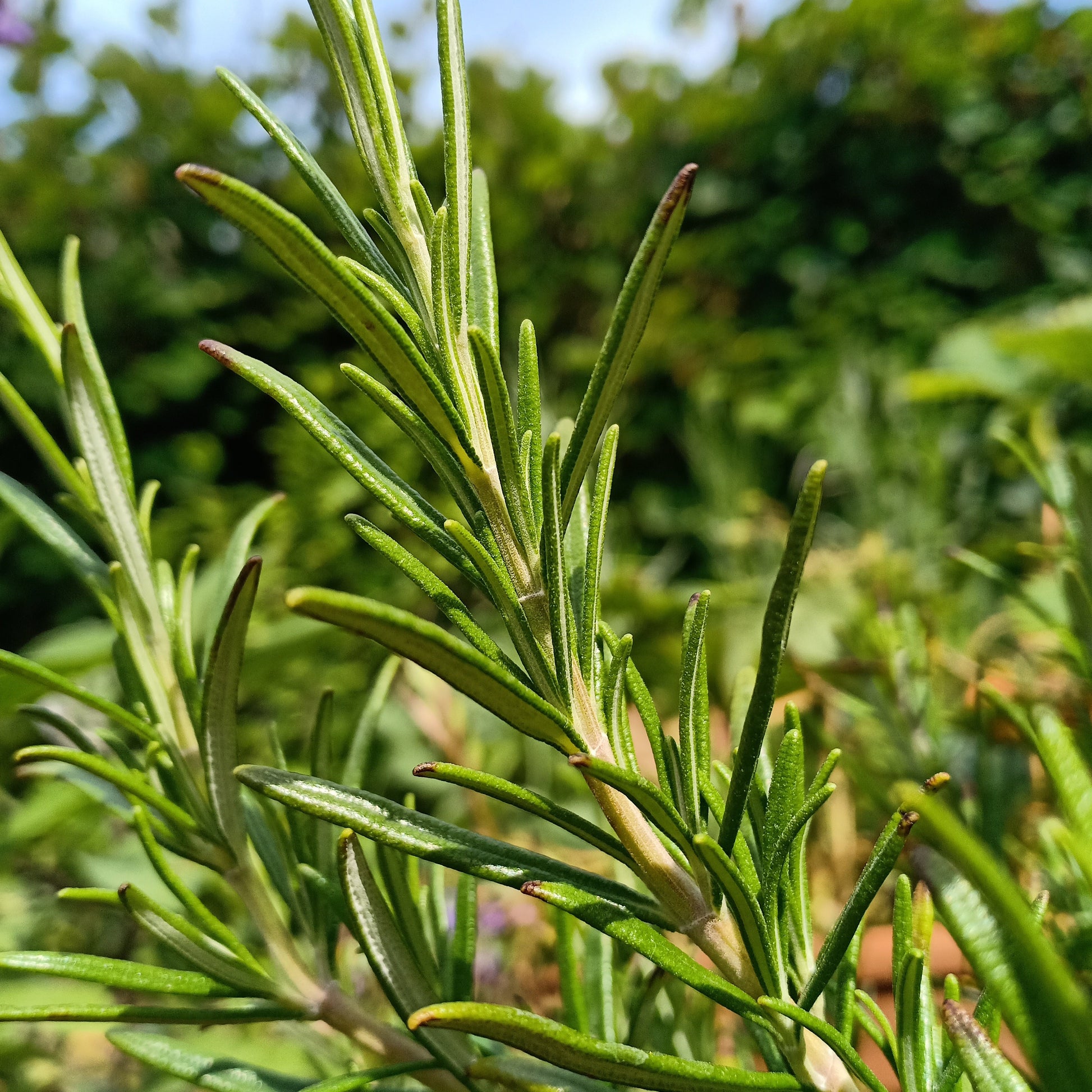 Close-up of a rosemary plant with a blurred natural background