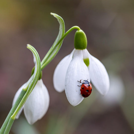 White snowdrop flower with a ladybug on a blurred natural background