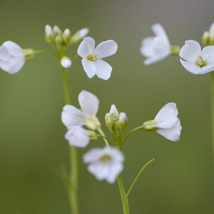 Sweet Woodruff Plant