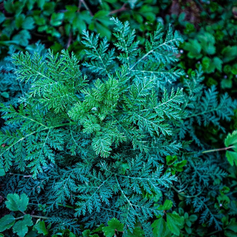 Close-up of a green fern plant with a blurred green background
