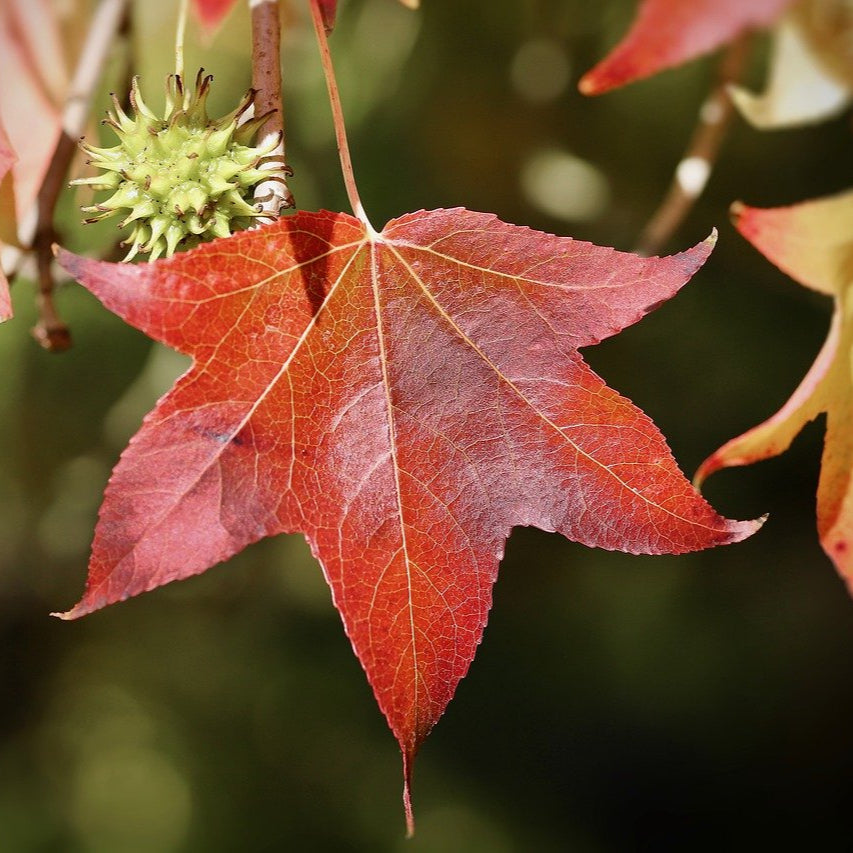 Sweetgum Leaf
