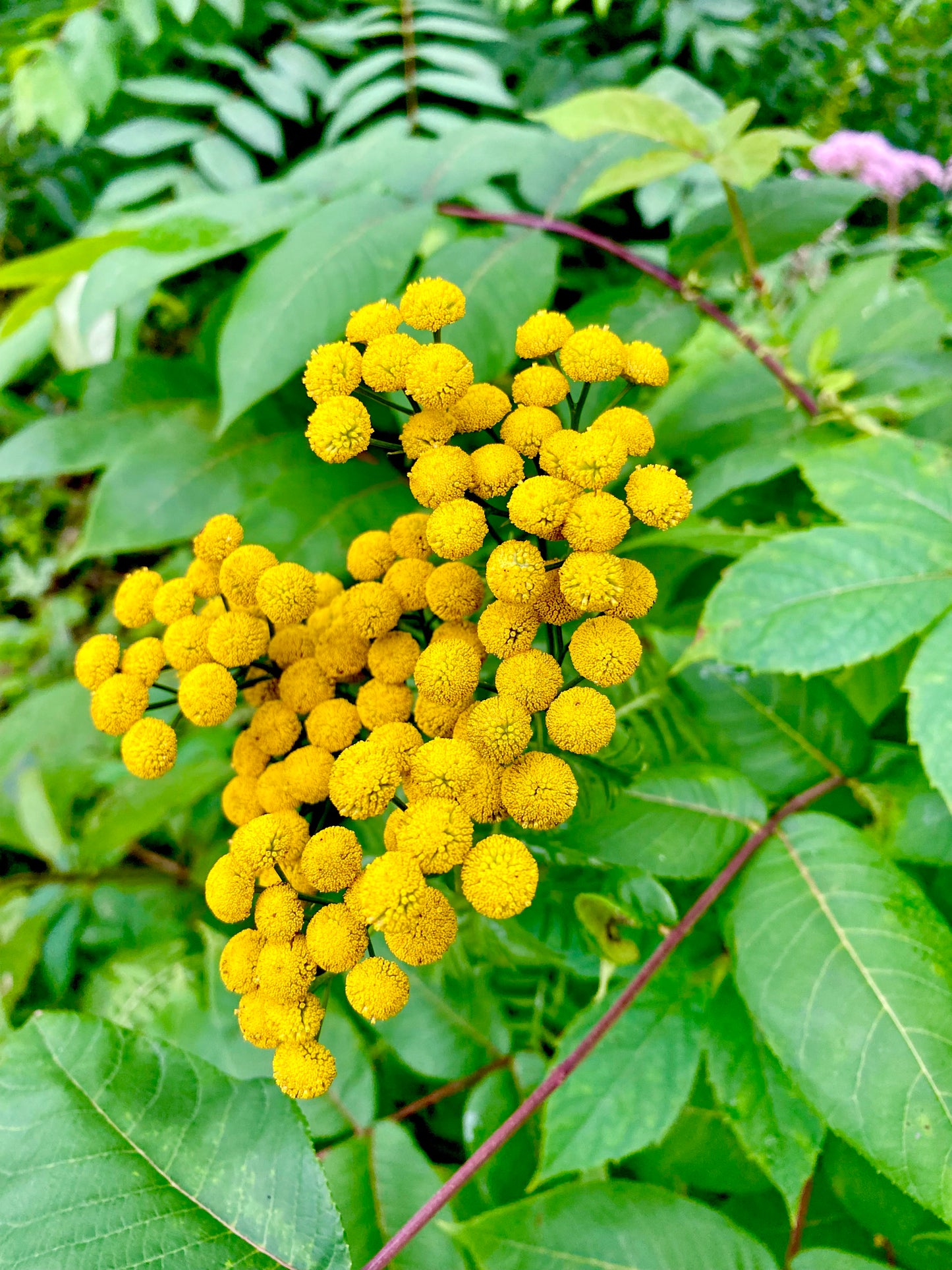 Tansy Flowers