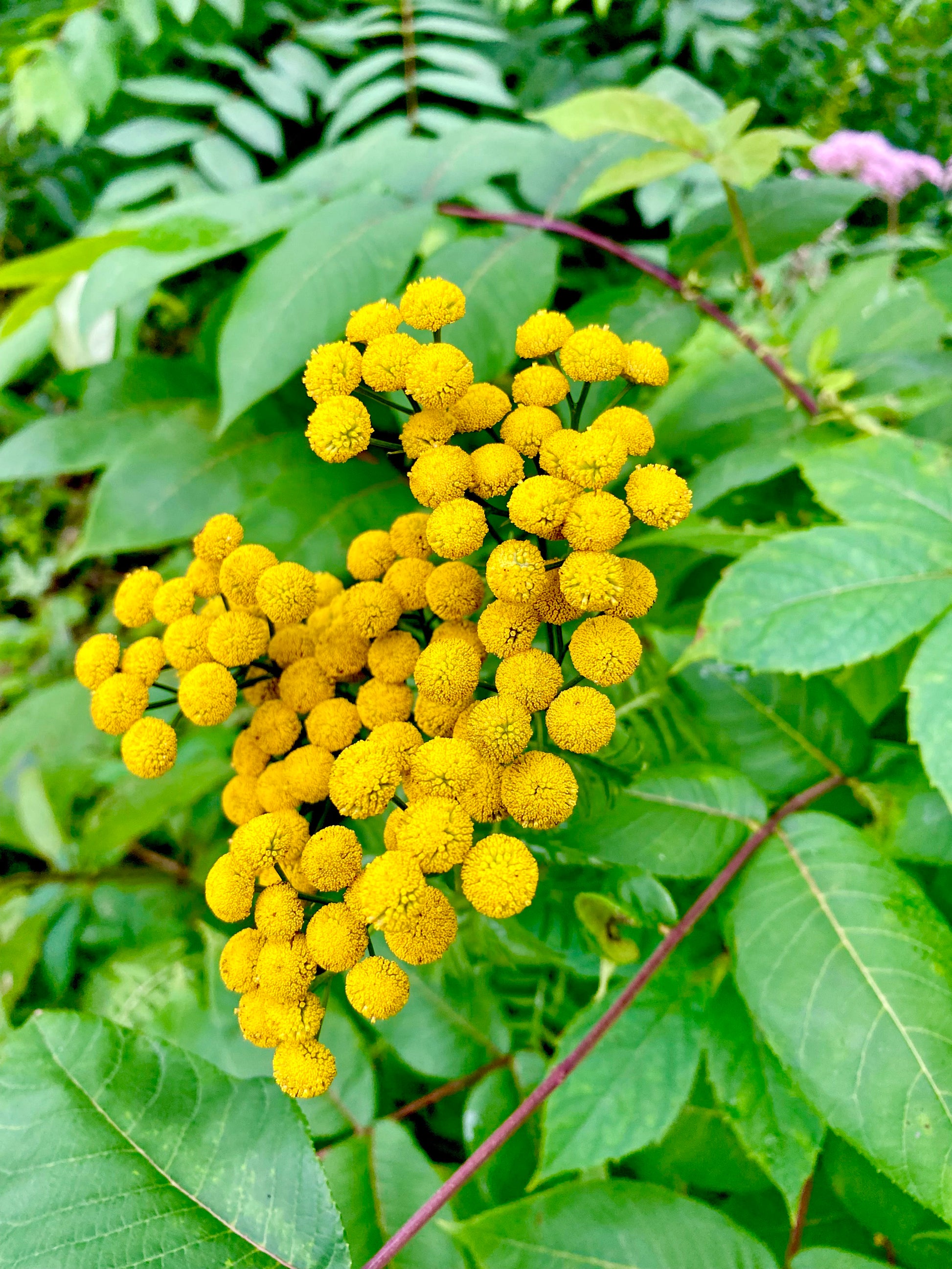 Tansy Flowers