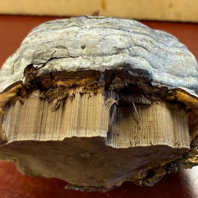 Tinder Bracket Mushroom