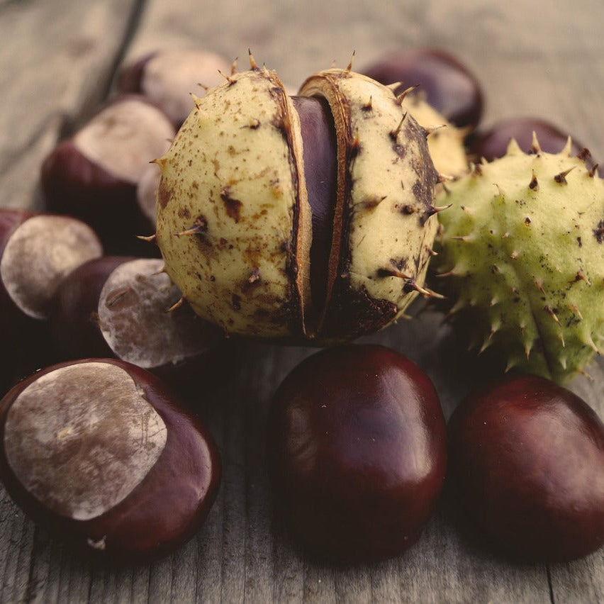 Horse Chestnuts