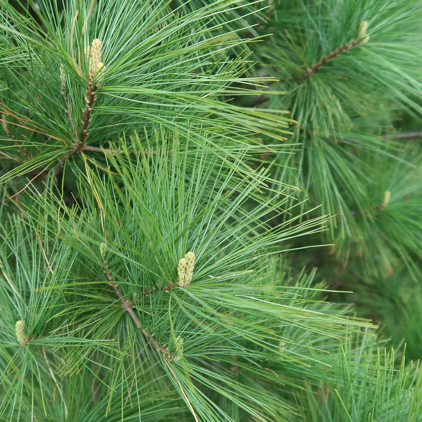 Close-up of green pine needles and cones on a tree