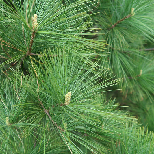 Close-up of green pine needles and cones on a tree