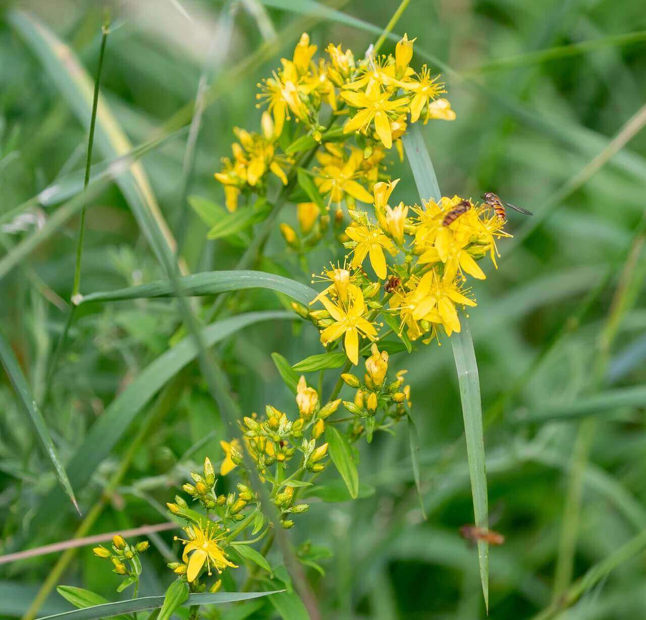 Yellow flowers with a bee on a green background