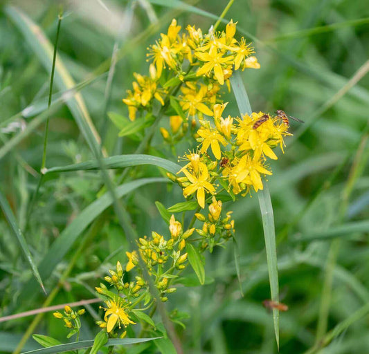 Yellow flowers with a bee on a green background
