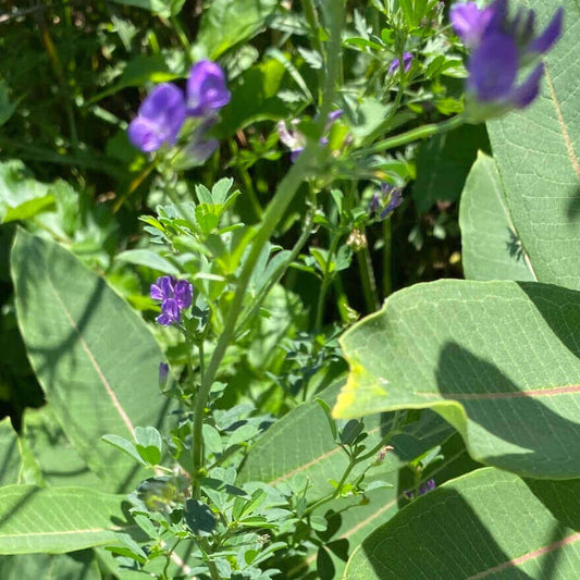 Purple wildflowers on a green stem surrounded by large green leaves in a natural outdoor setting.