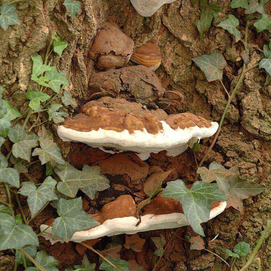 Two brown and white shelf mushrooms growing on tree bark among green ivy leaves.