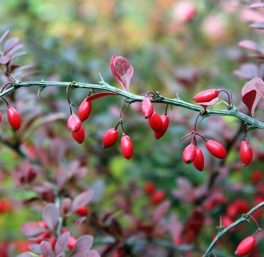 Barberry plant