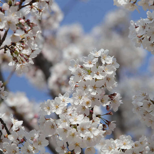 Close-up of white cherry blossoms in full bloom on a tree branch against a bright blue sky.