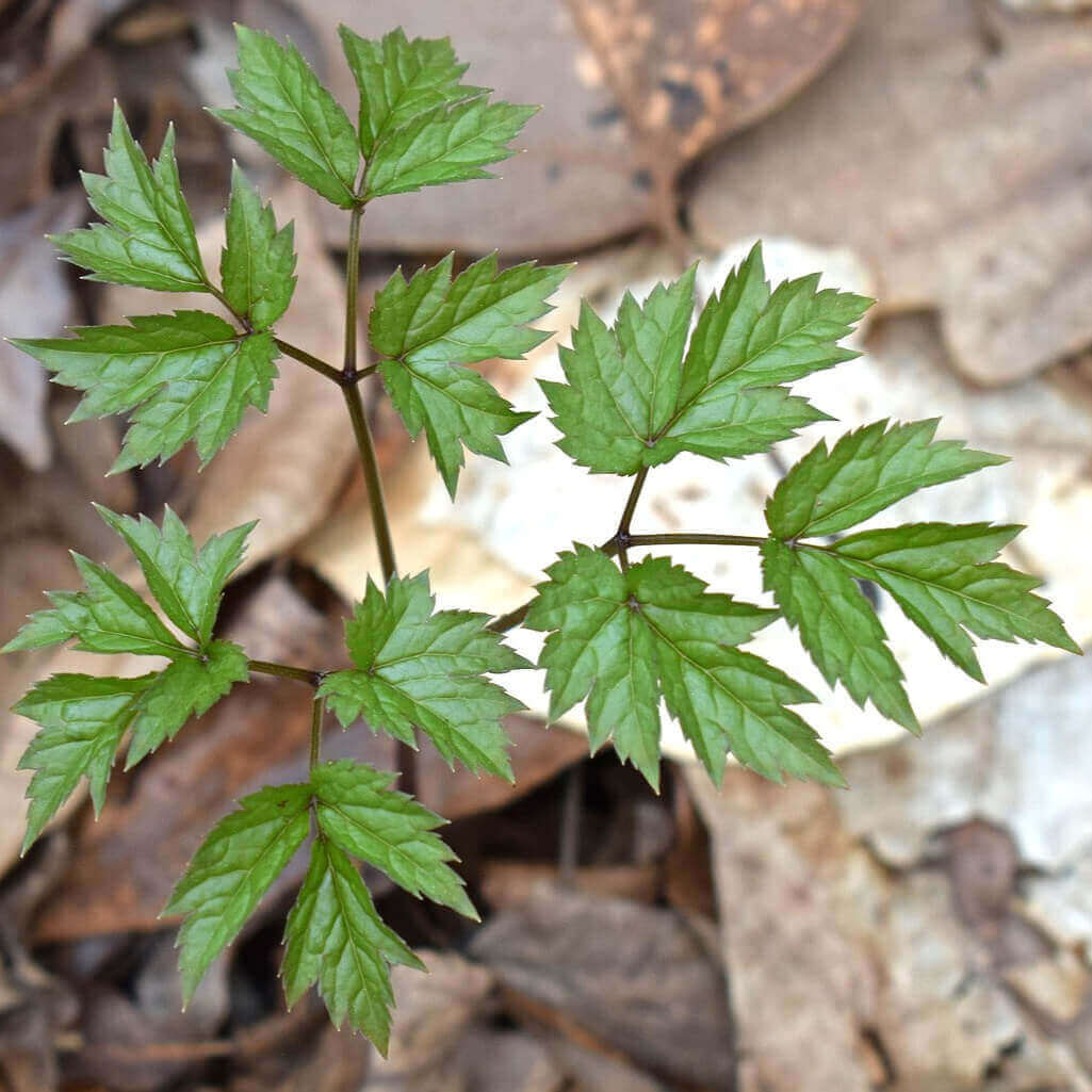 A close-up of a green leafy plant with compound, palmate leaves growing among brown dried leaves and soil.