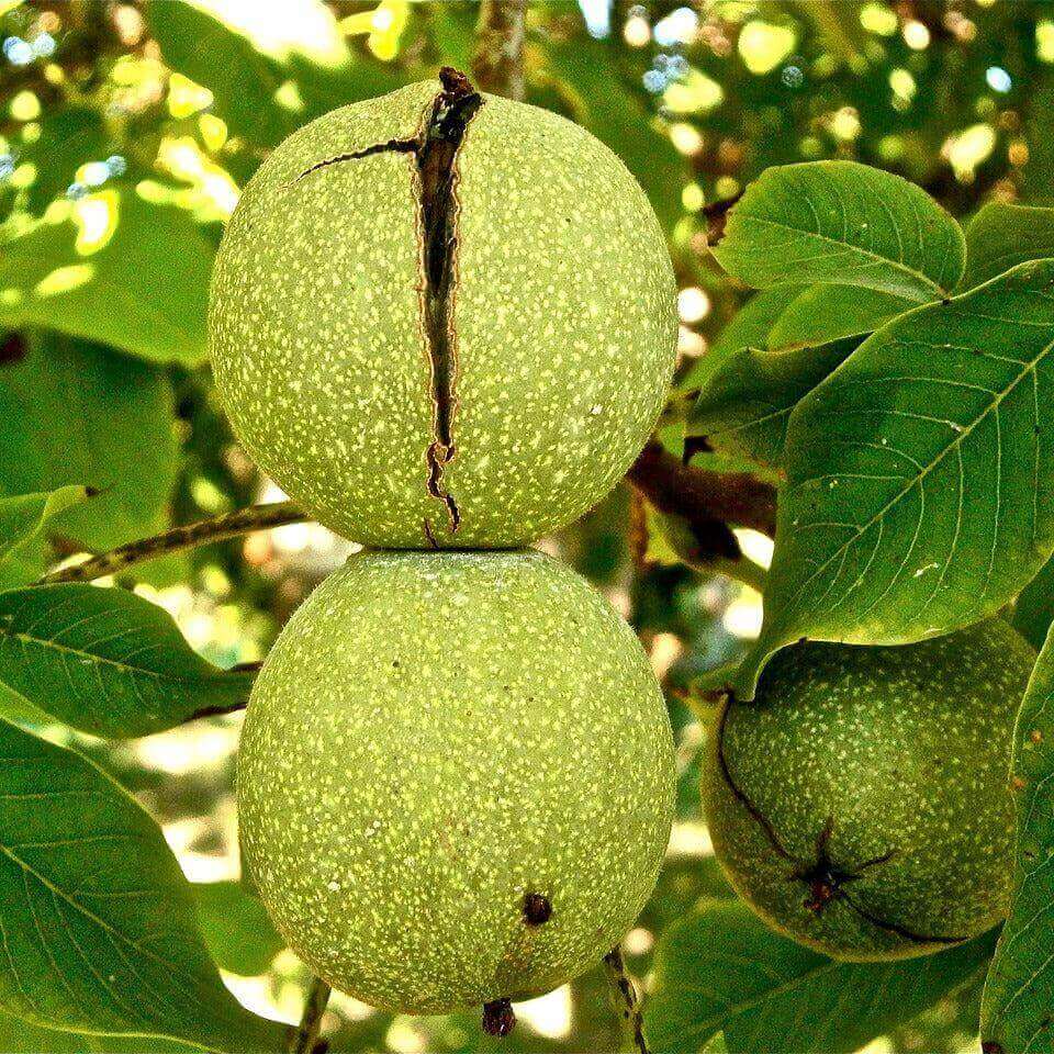 Three green walnuts with visible cracks on their skins hanging on a tree among green leaves.