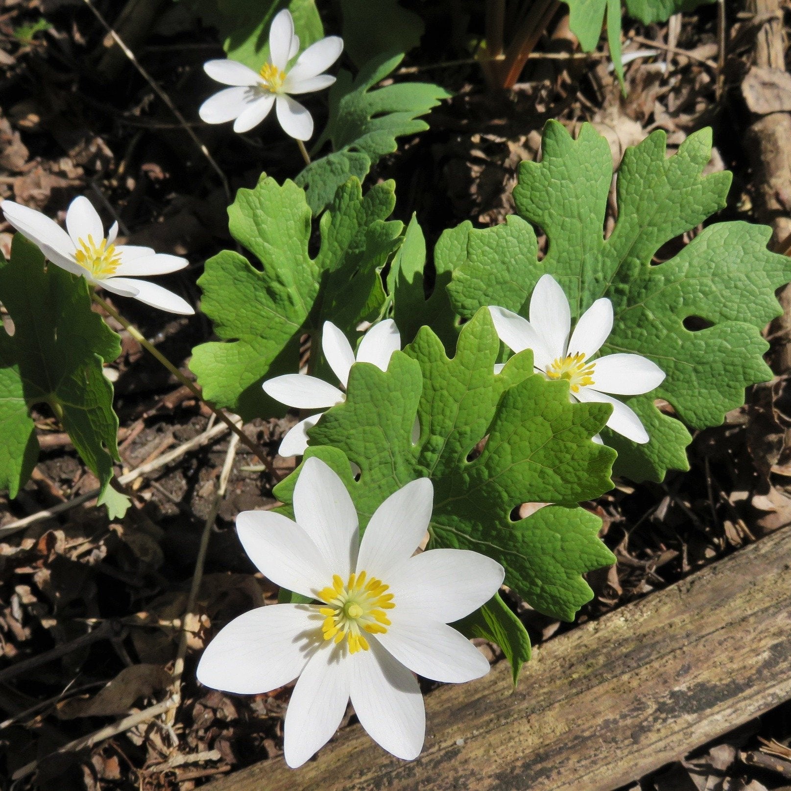 Bloodroot Flowers