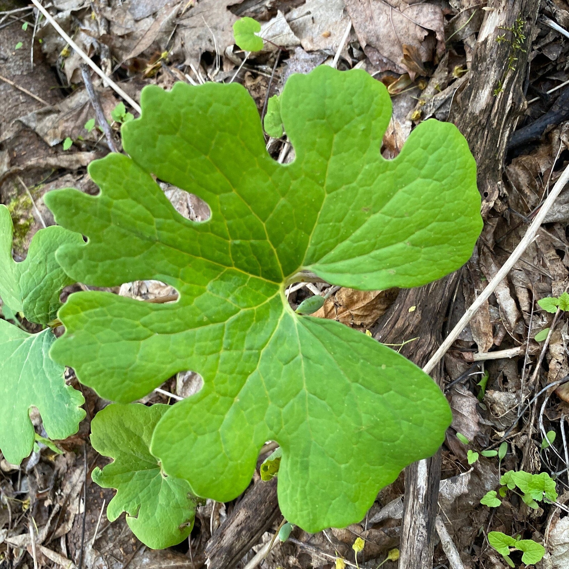 Bloodroot Plant