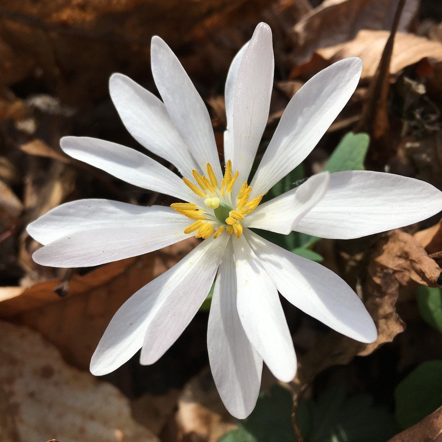 Bloodroot Flower