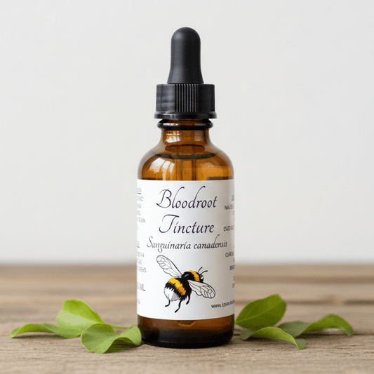 An amber glass dropper bottle labeled 'Bloodroot Tincture' with a black dropper cap, standing on a wooden surface with green leaves around it against a light neutral background.