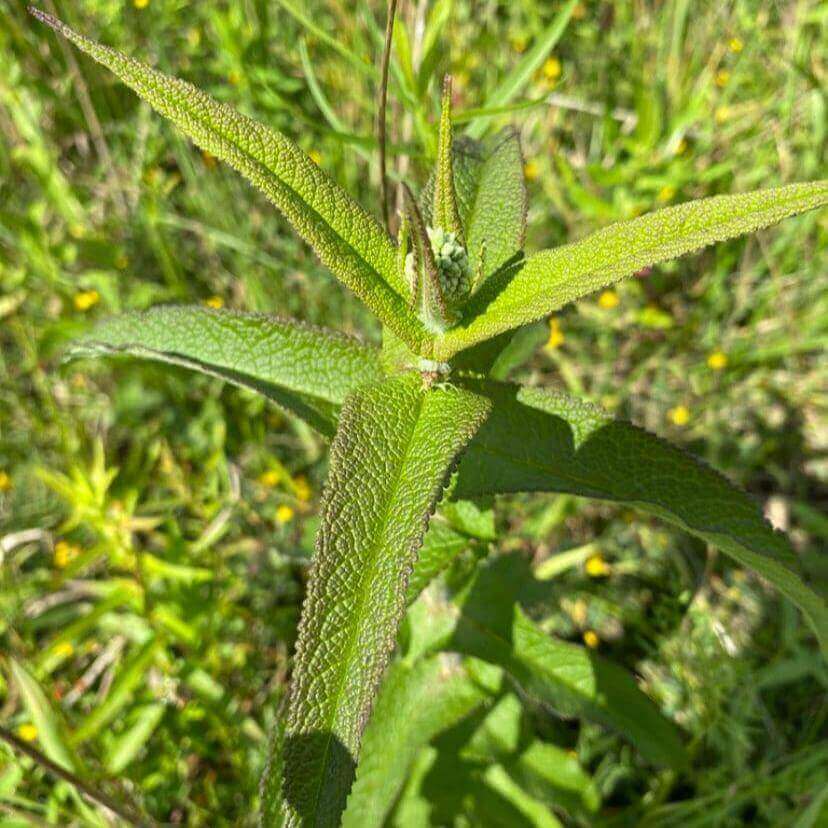 Boneset Tincture, Liquid Herbal Extract