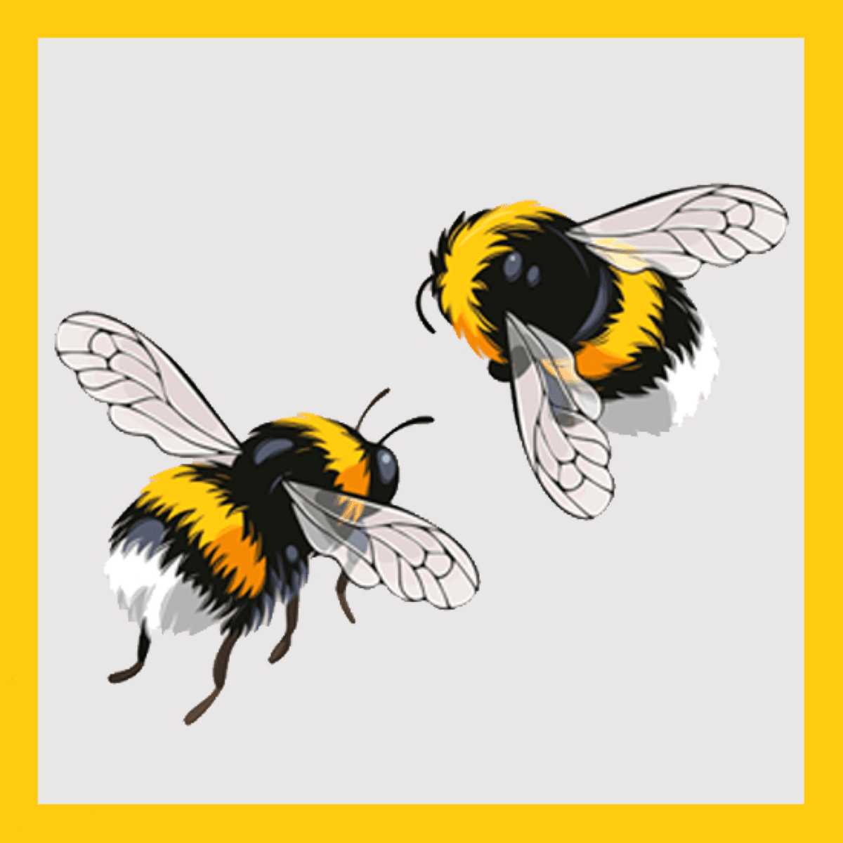 Two illustrated bumblebees with yellow, black, and white bodies and translucent wings on a light gray background with a yellow border.