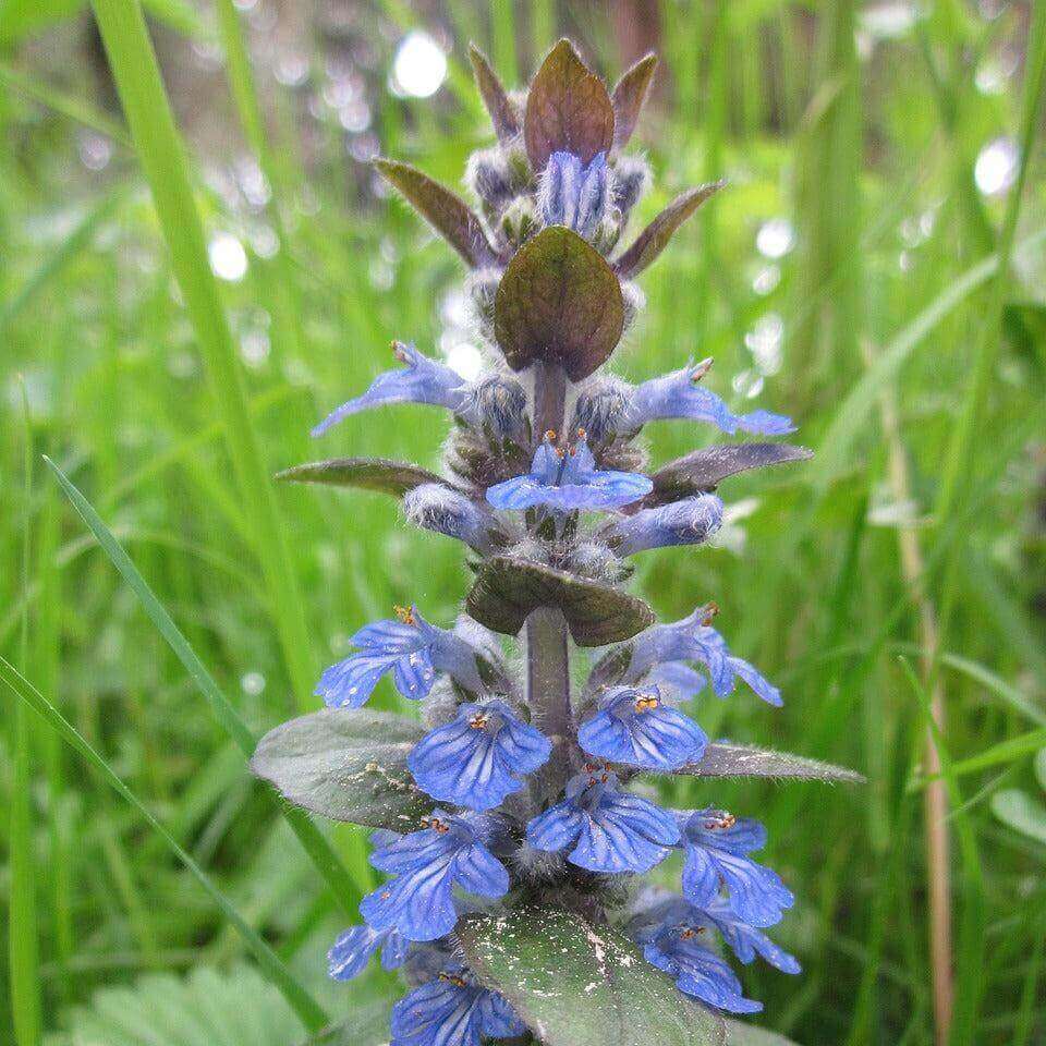 A close-up of a blue bugleweed flower spike with green leaves growing in a grassy outdoor setting.