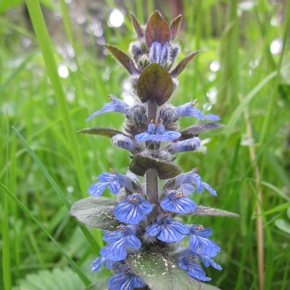 Bugleweed Flowers