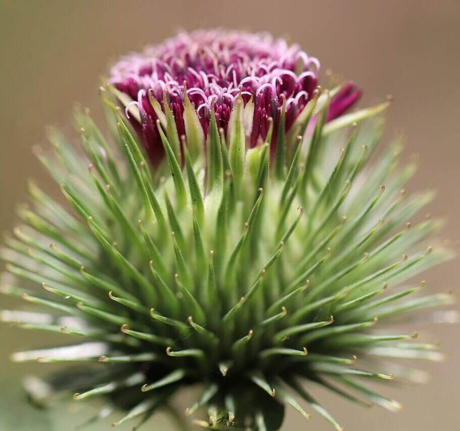 Burdock flower