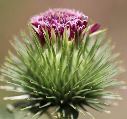 Burdock flower