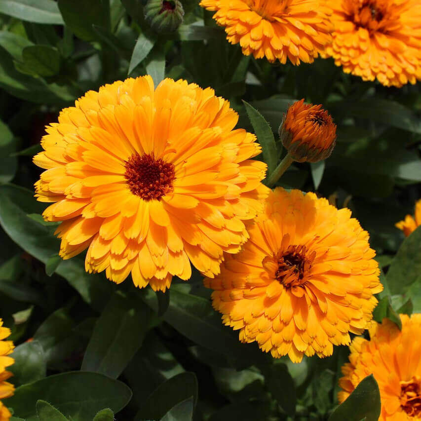 Bright orange calendula flowers with dark brown centers and green foliage, photographed in a natural outdoor setting.