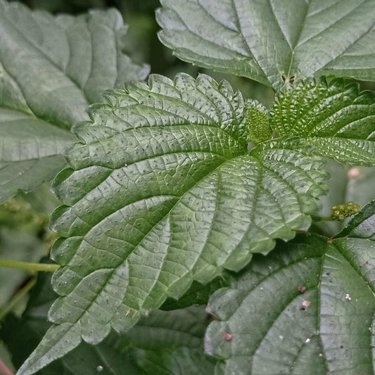 Clearweed Tincture, Wild Organic Liquid Herbal Extract
