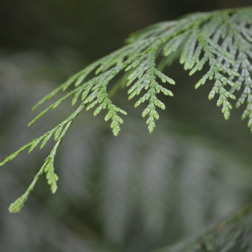 Eastern White Cedar, Thuja occidentalis Wild Organic Shredded for Tea 