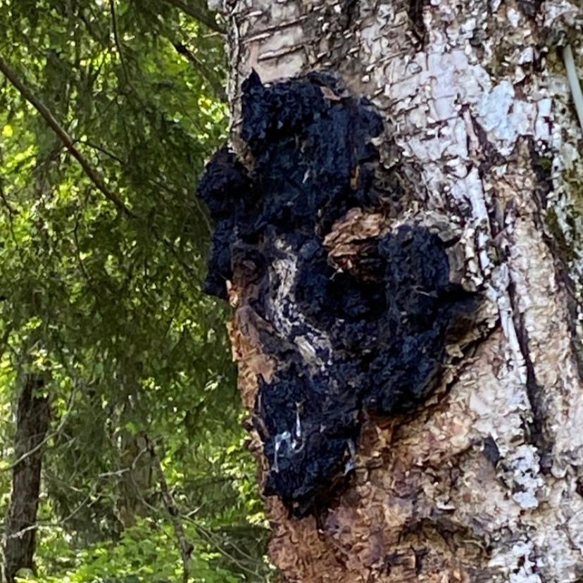 Chaga Mushroom on Birch Tree