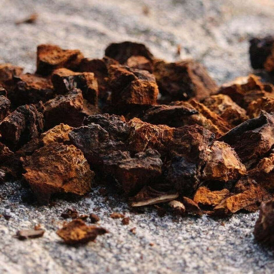 Chaga Mushroom Tincture, Wild Organic Inonotus Obliquus Mushroom Extract