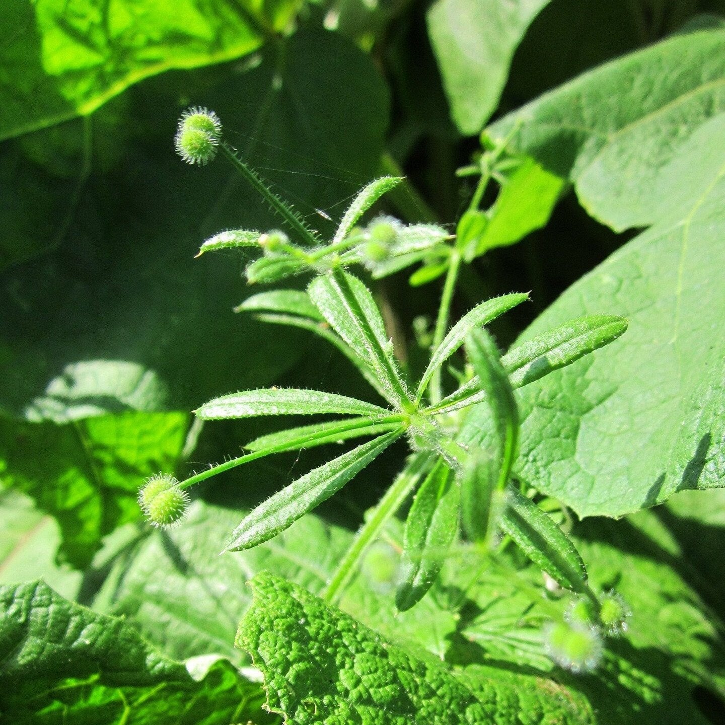 Cleavers Plant