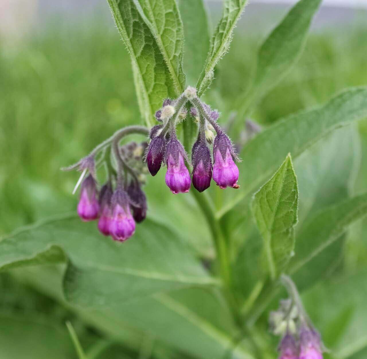 Close-up of a green leafy plant with clusters of small bell-shaped purple flowers hanging from stems, photographed outdoors against a soft blurred green background. This plant is in Organic Cranky Skin Salve 