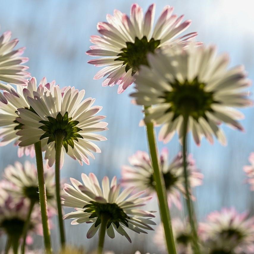 Daisy Blossoms for Tincture