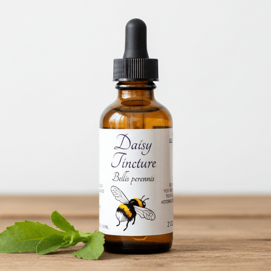 An amber glass dropper bottle labeled 'Daisy Tincture Bellis perennis' with a black dropper cap, standing on a wooden surface against a light background. A green leaf sprig rests beside the bottle.