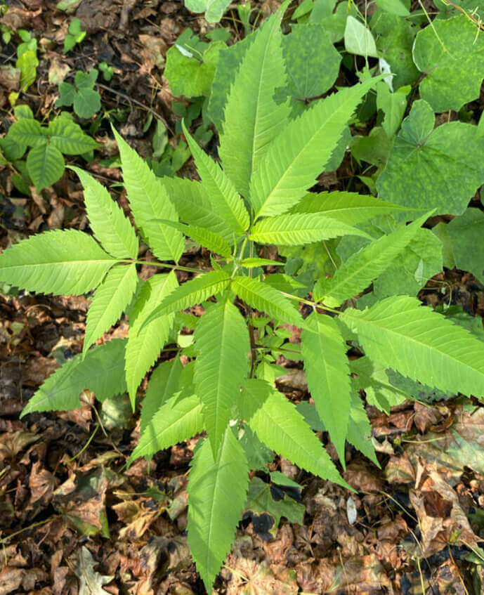 A green leafy plant with serrated, palmate leaves growing outdoors on a bed of brown fallen leaves and other green foliage.