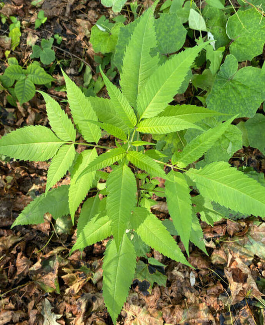 A green leafy plant with serrated, palmate leaves growing outdoors on a bed of brown fallen leaves and other green foliage.