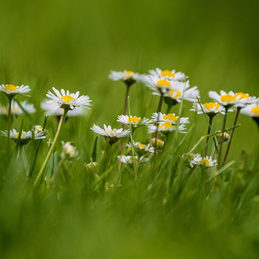 Field of Daisy Flowers for Tincture