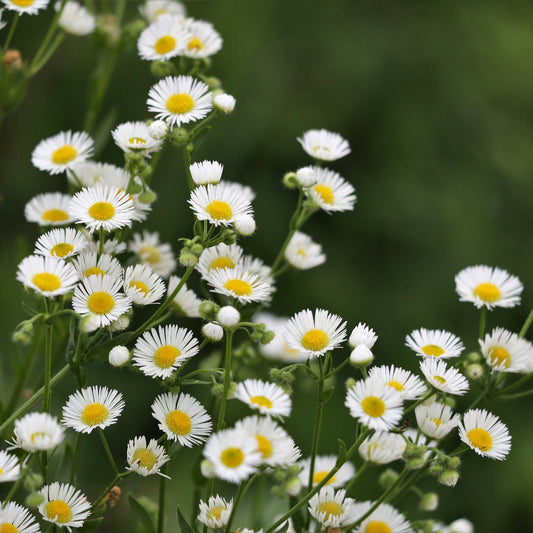 Fleabane Plant for Tincture