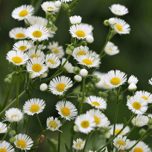Fleabane Tincture, Wild Organic Erigeron Annuus Extract